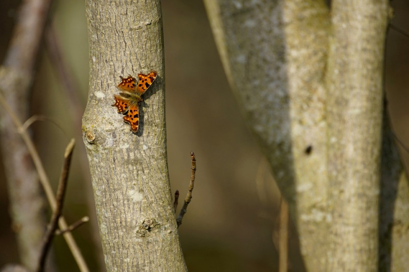 comma- Polygonia c-album - gehakelde aurelia - waardplant - hazelaar